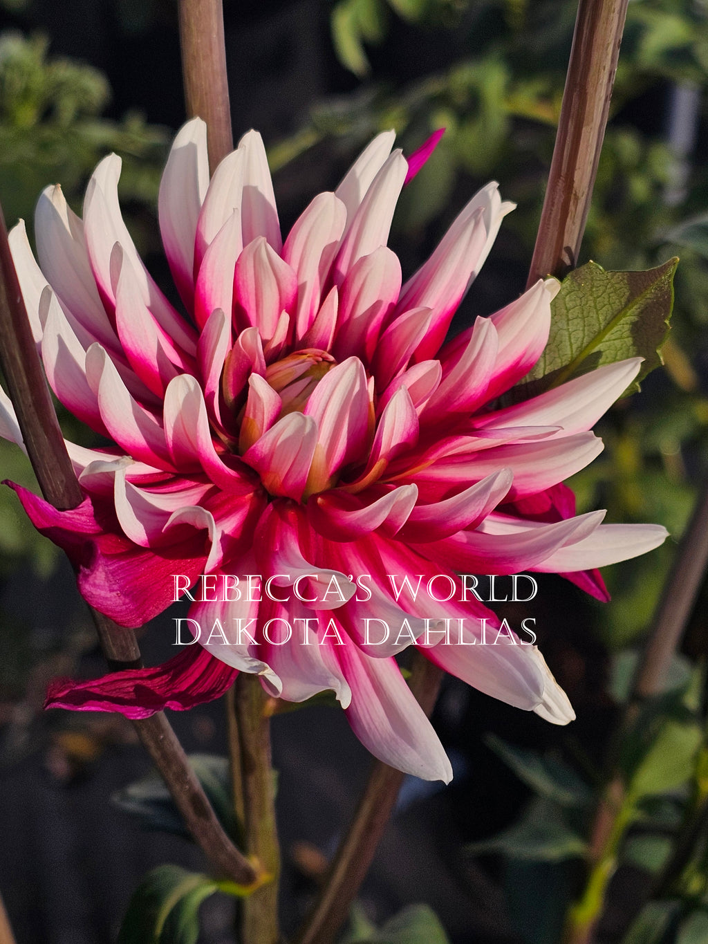 Rebecca's World
