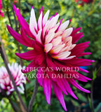 Rebecca's World