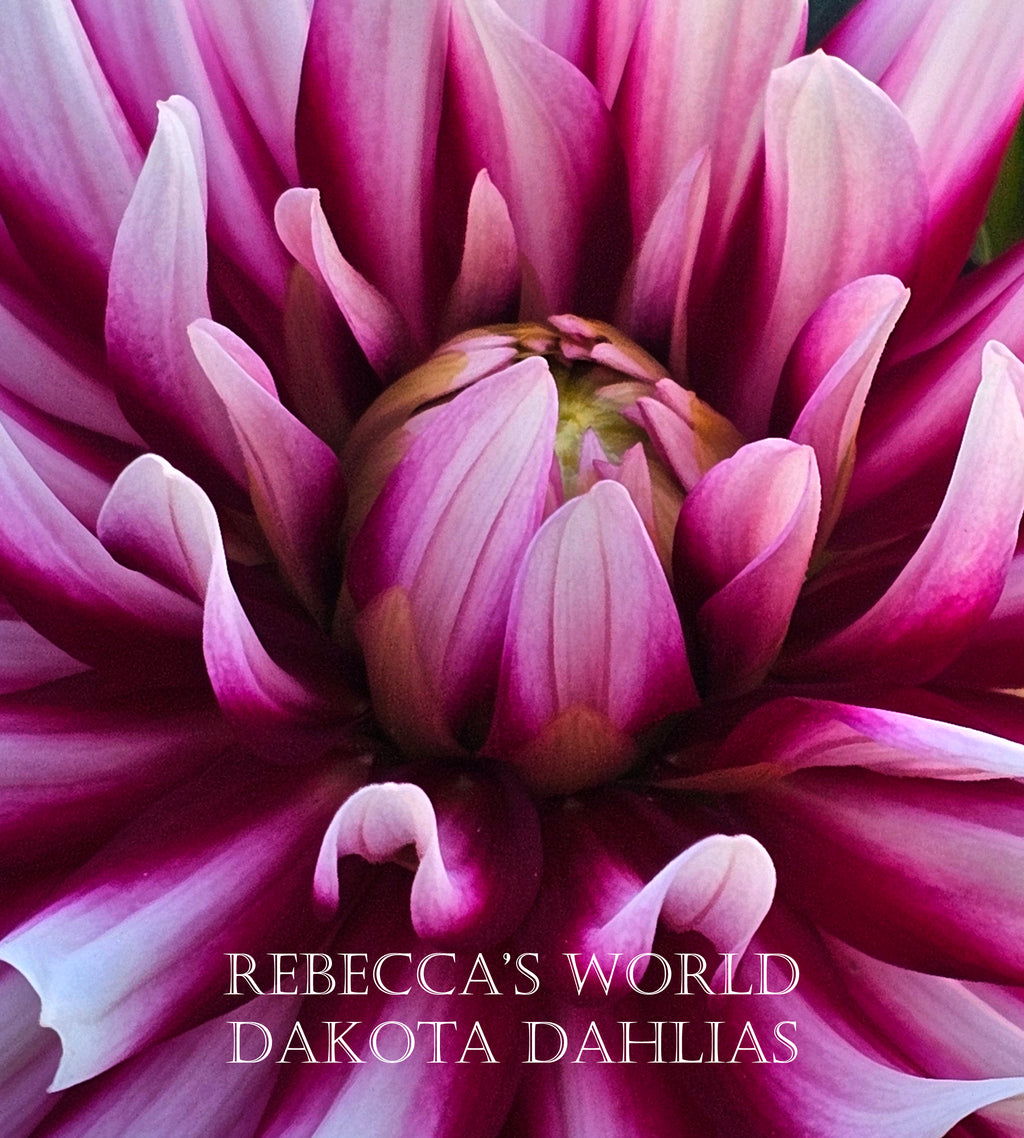 Rebecca's World