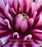 Rebecca's World