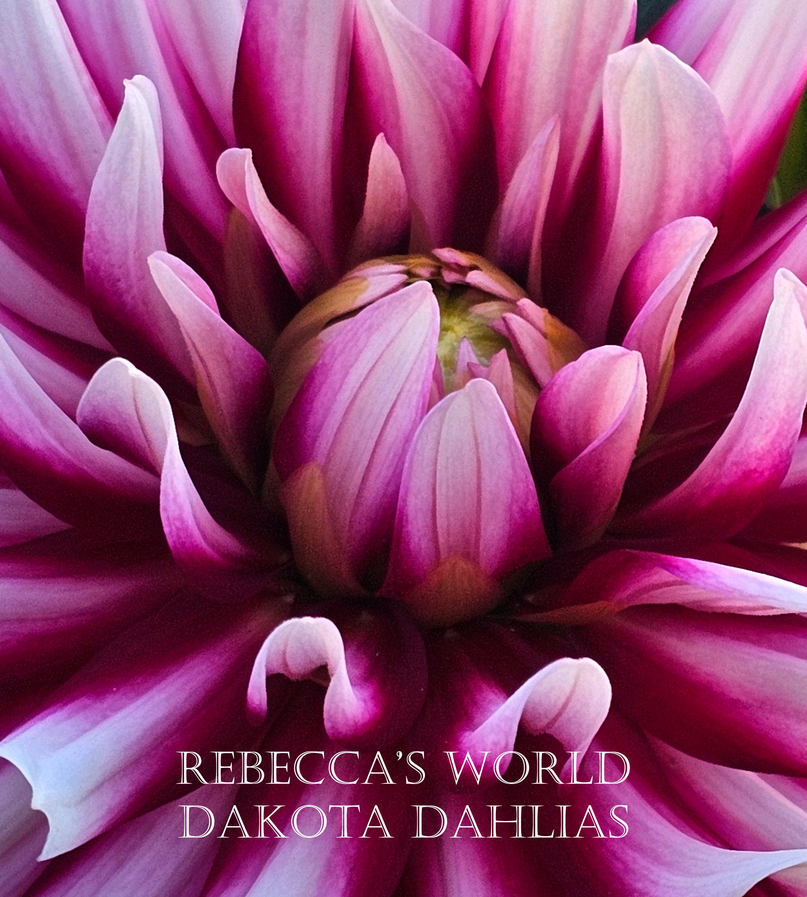 Rebecca's World