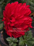 Red Hat