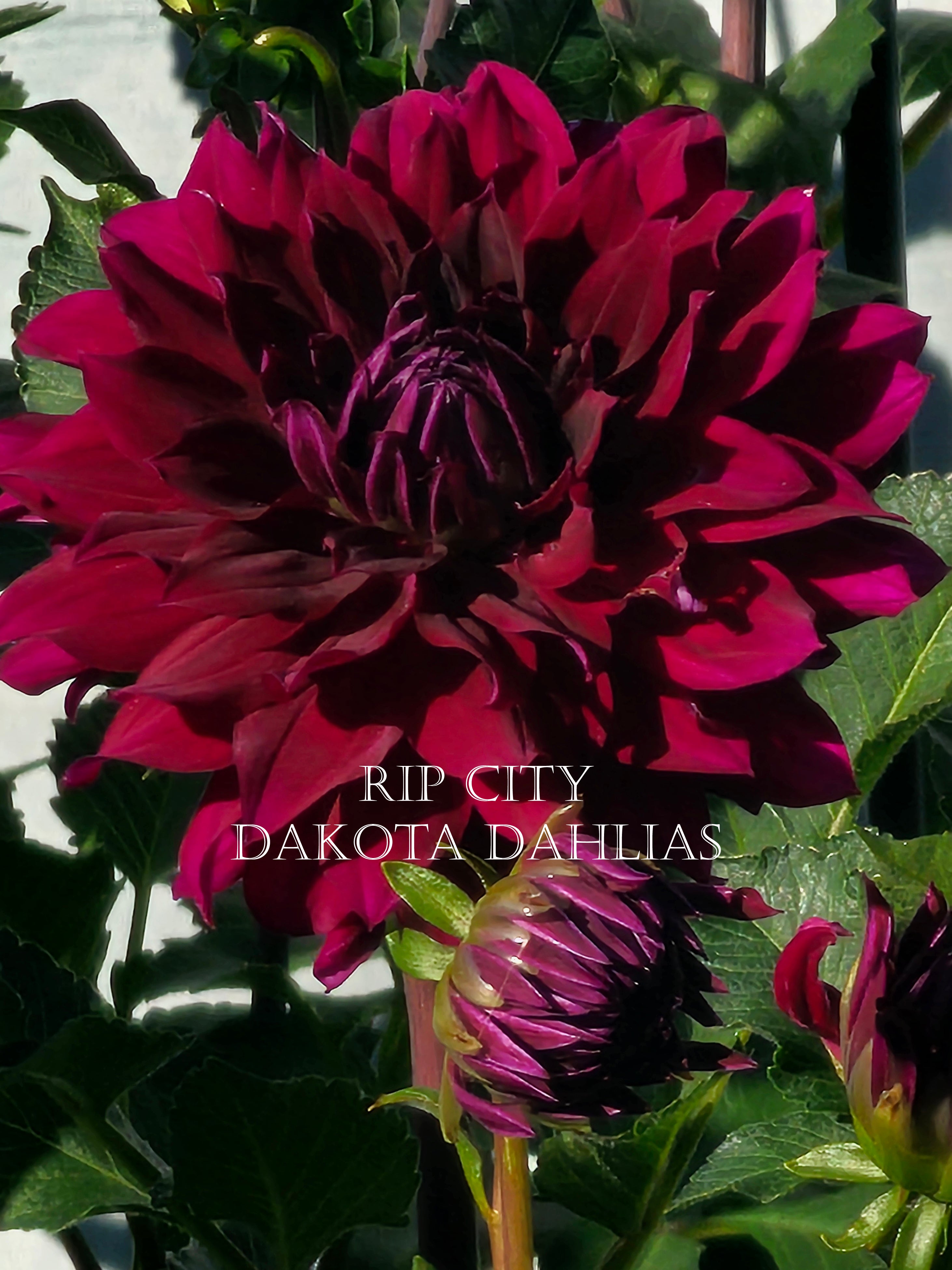 Rip City