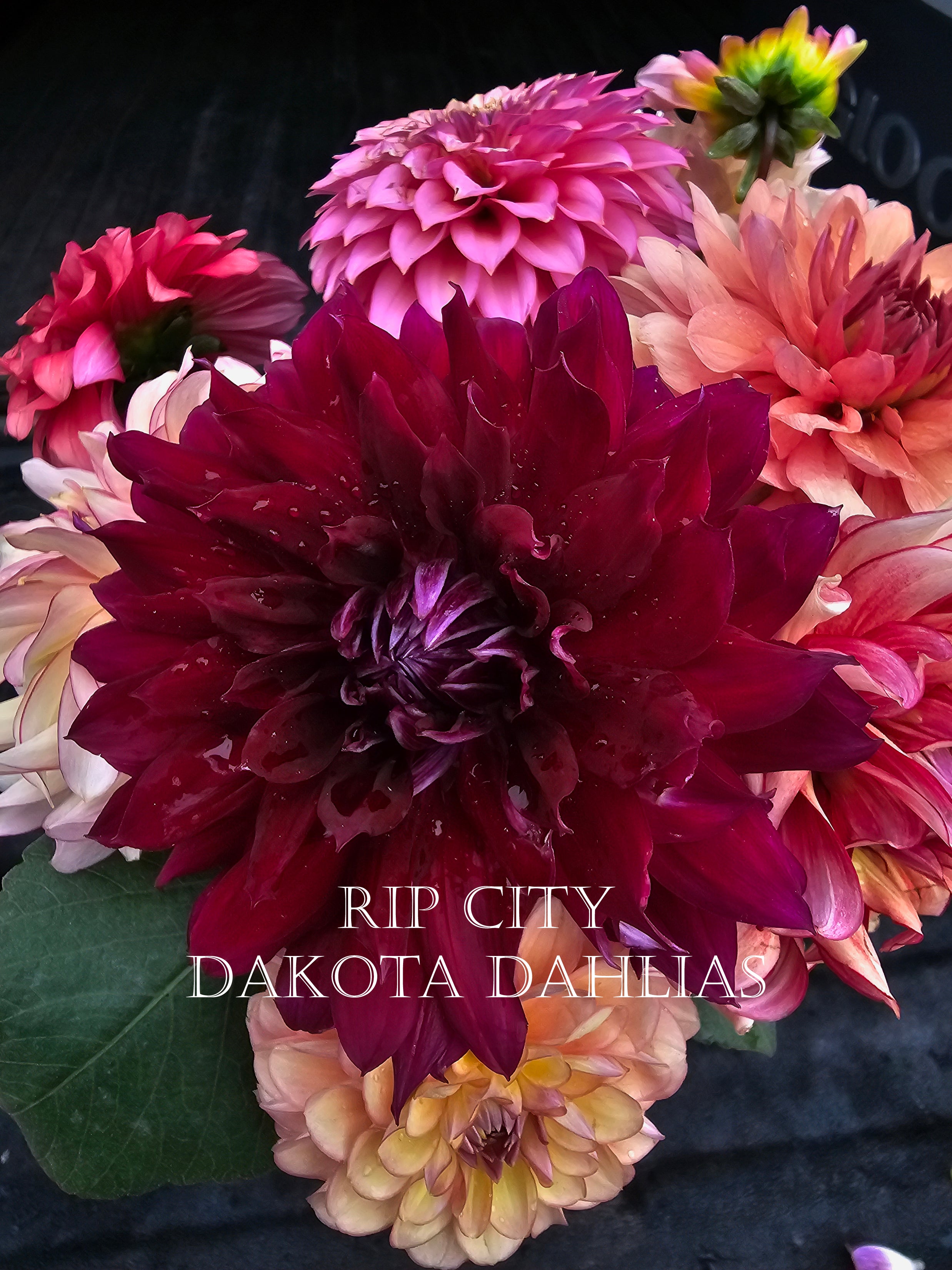 Rip City