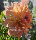 Robann Butterscotch