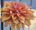 Robann Creamsicle