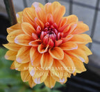 Robann Creamsicle