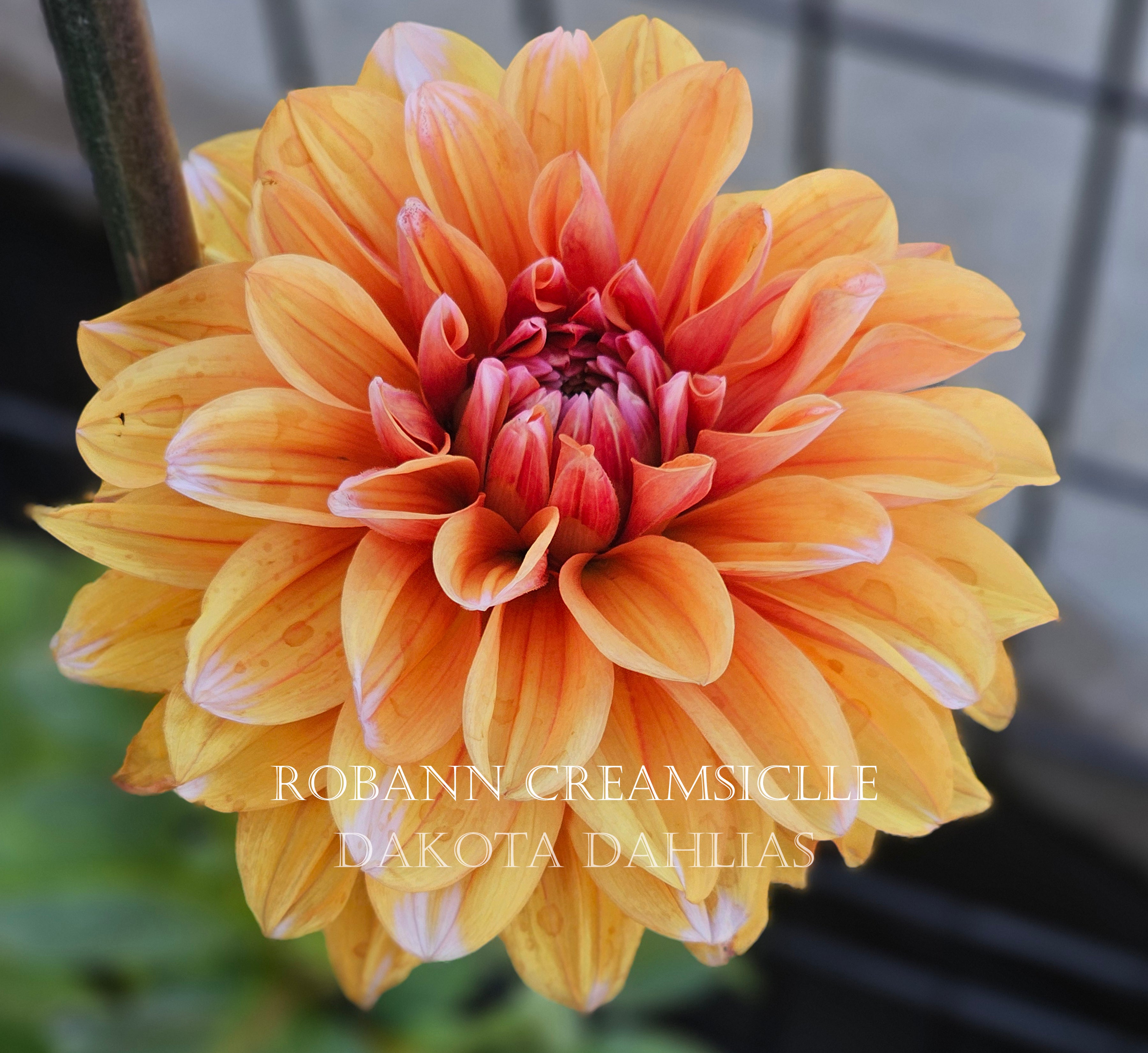 Robann Creamsicle