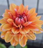 Robann Creamsicle