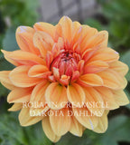Robann Creamsicle