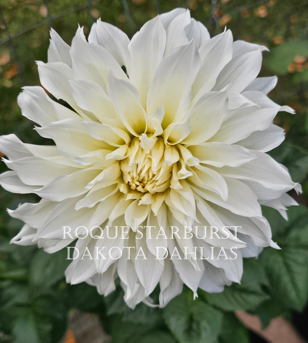 Roque Starburst