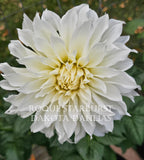 Roque Starburst