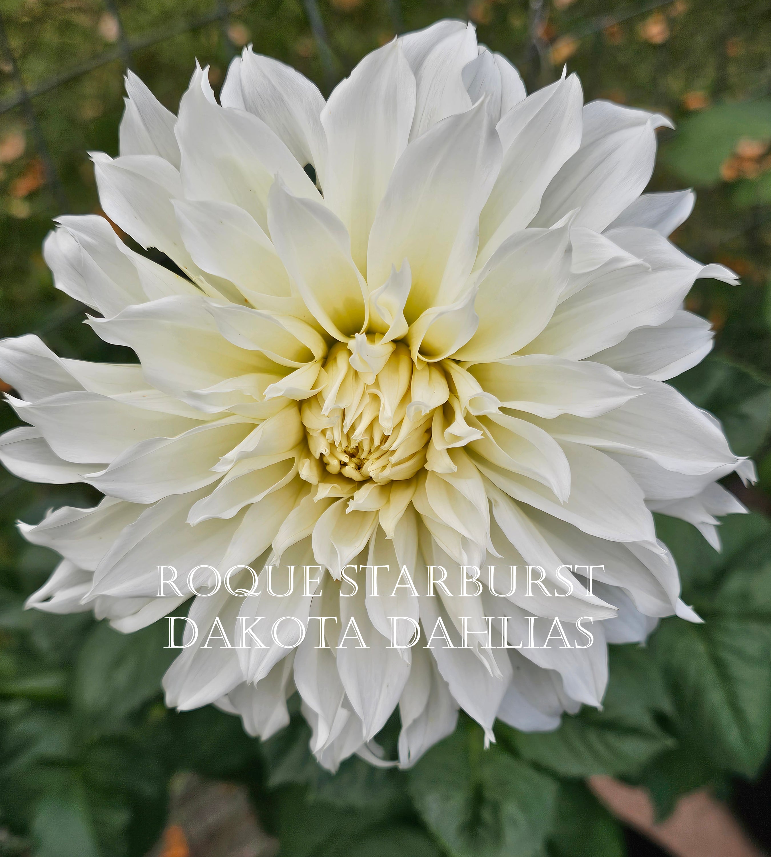 Roque Starburst