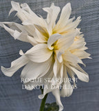 Roque Starburst