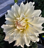 Roque Starburst