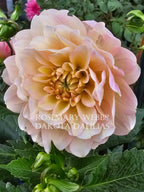 Rosemary Webb