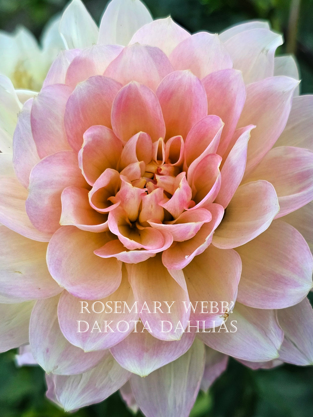 Rosemary Webb