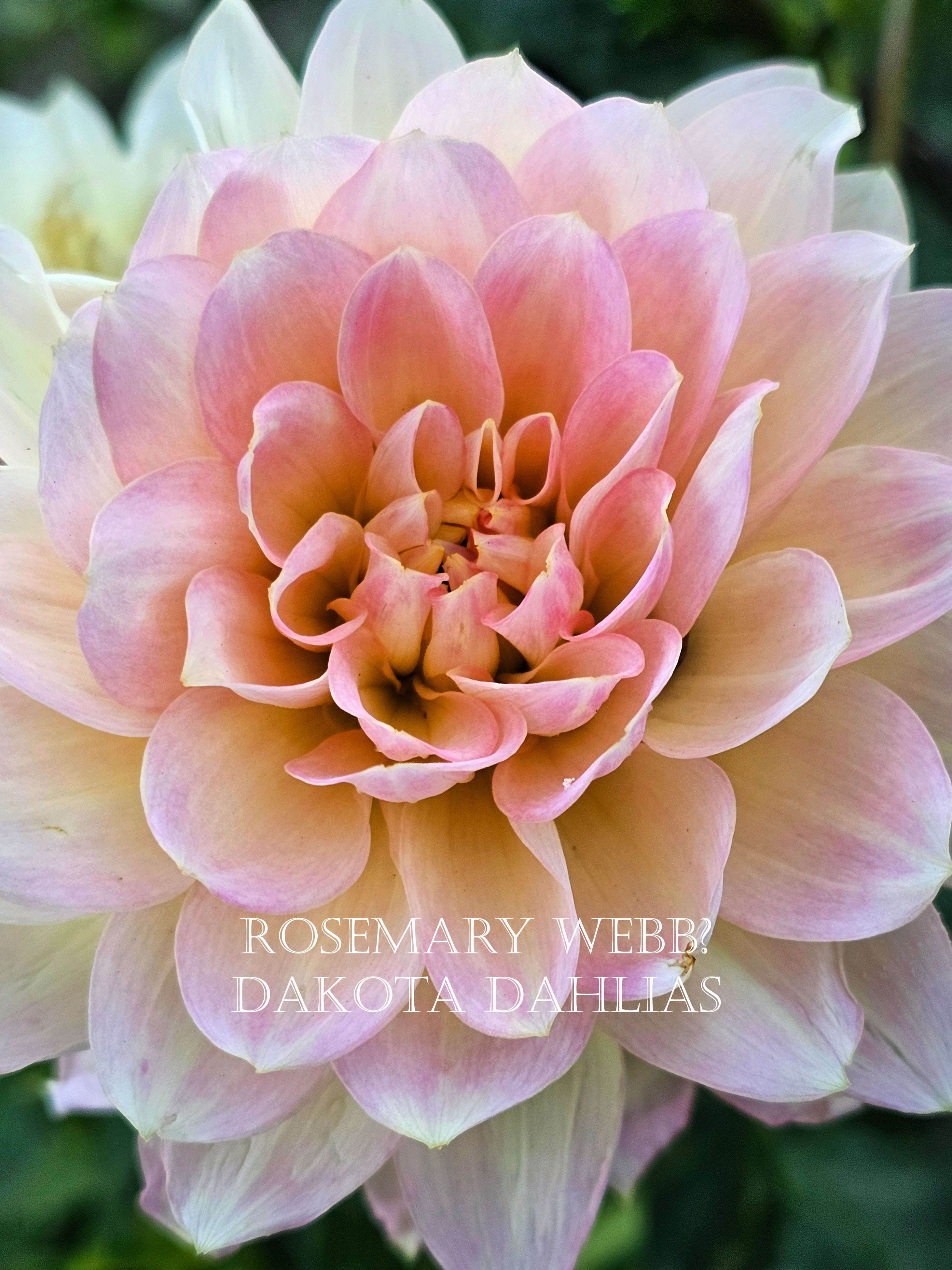 Rosemary Webb