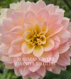 Rosemary Webb
