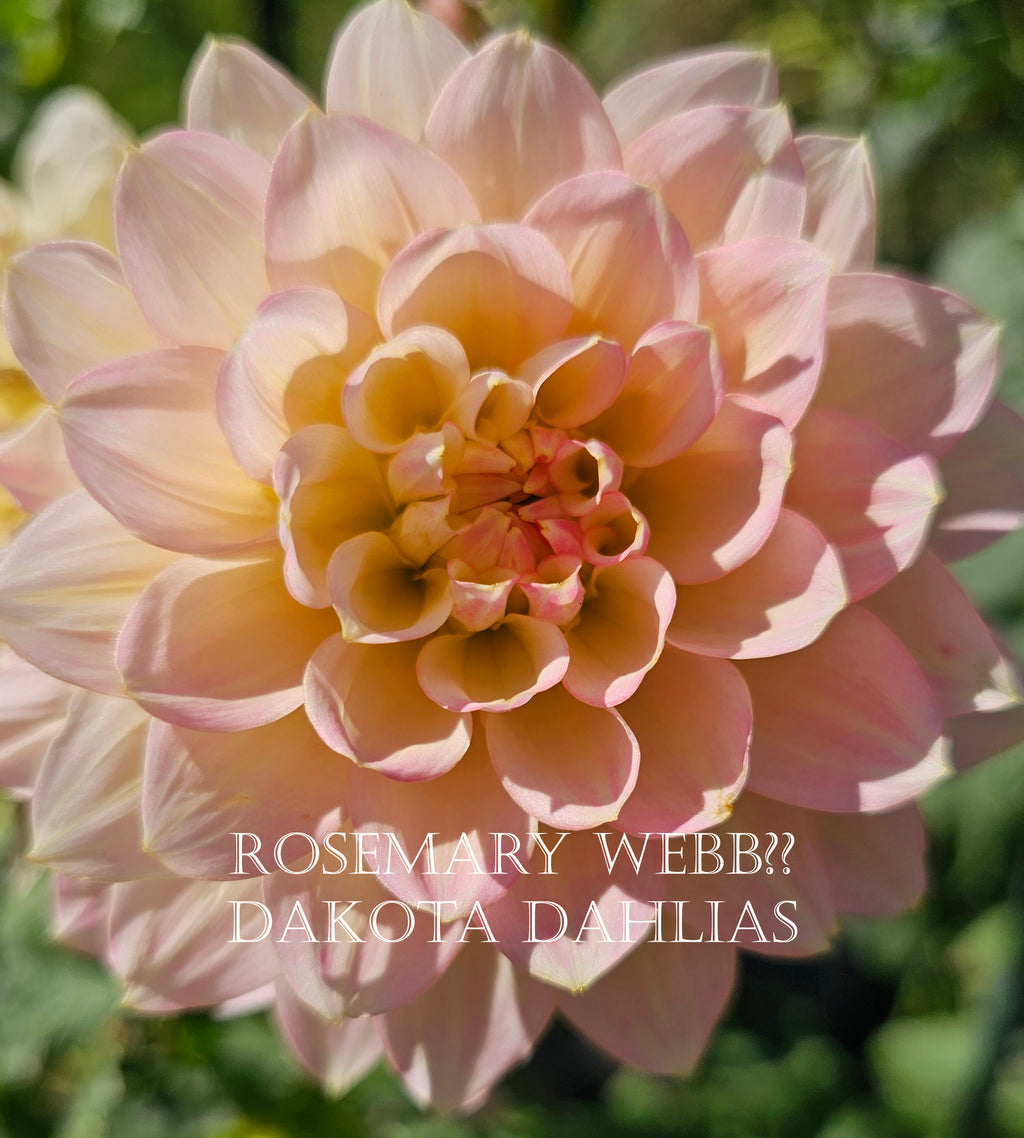 Rosemary Webb