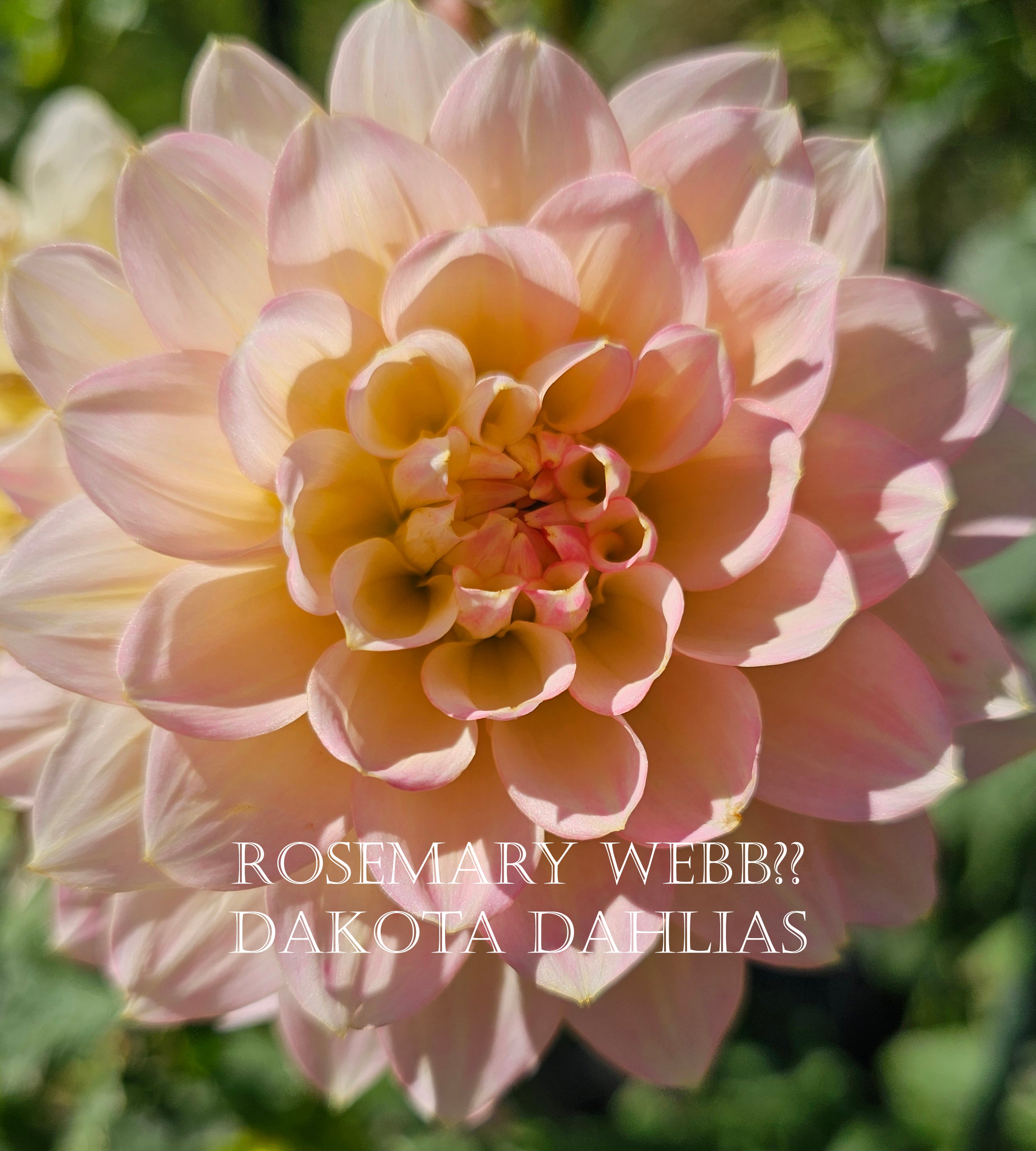 Rosemary Webb