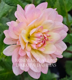 Rosemary Webb