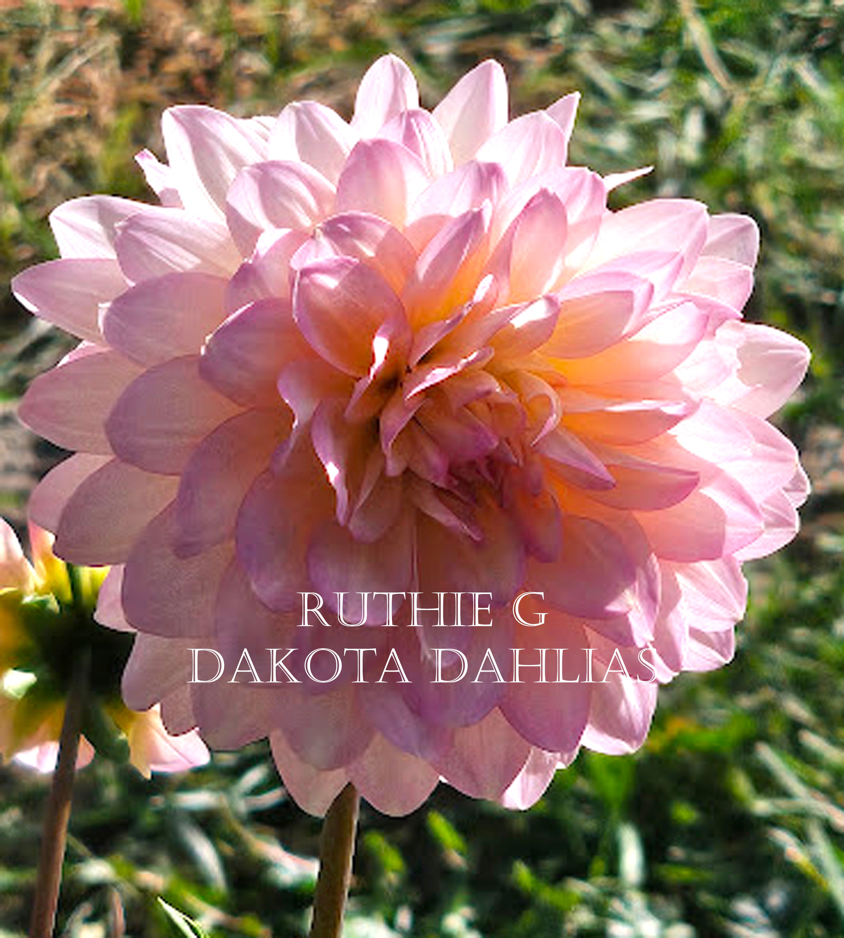 Ruthie G