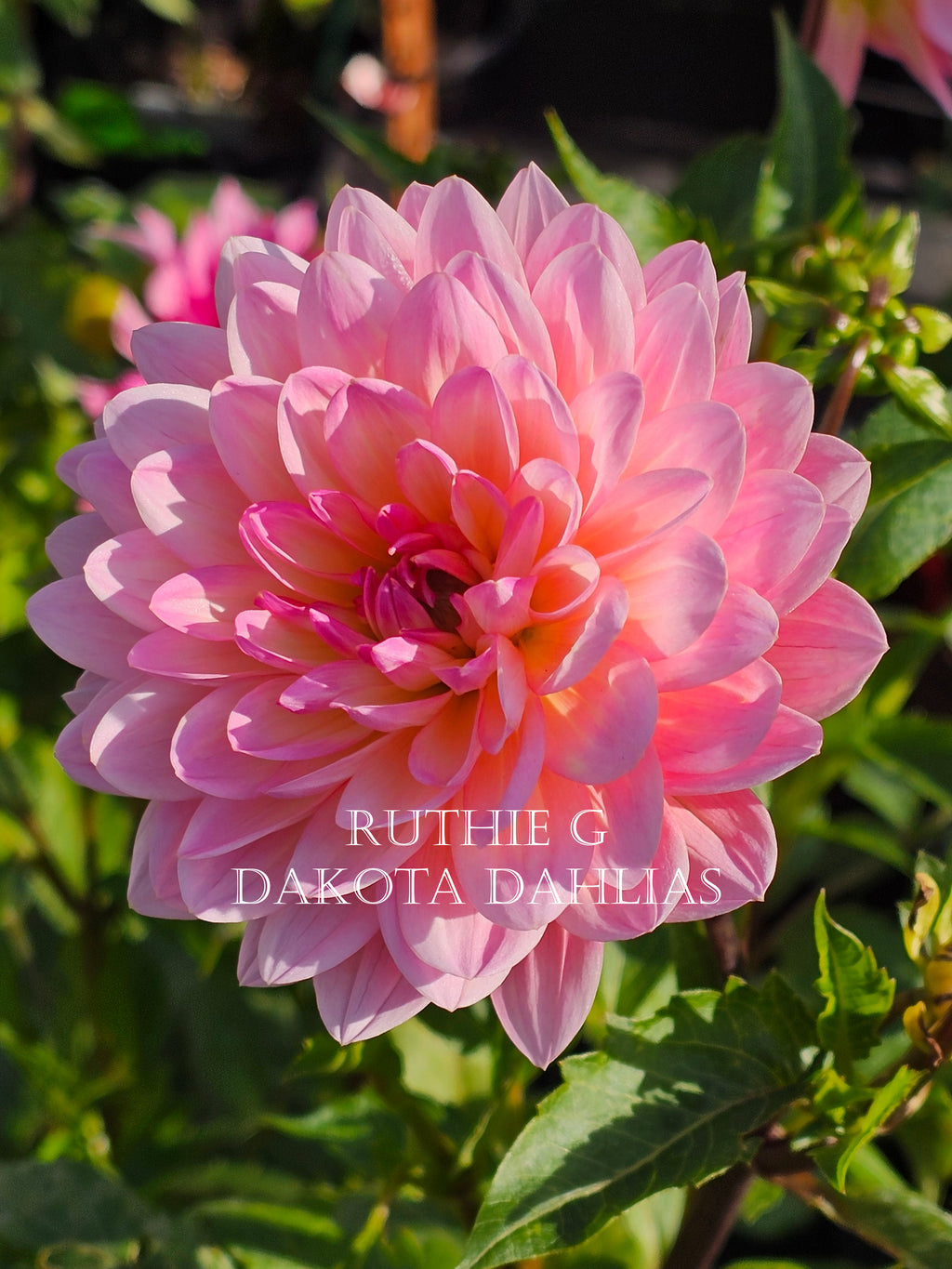 Ruthie G