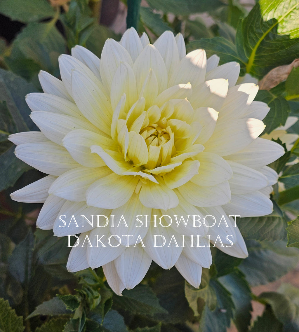 Sandia Showboat