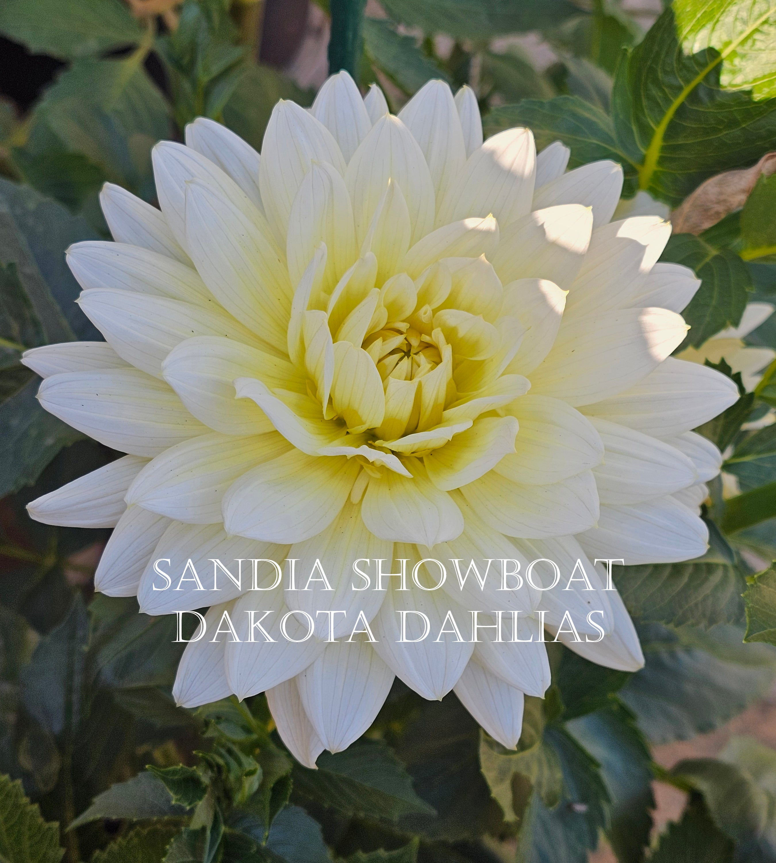 Sandia Showboat