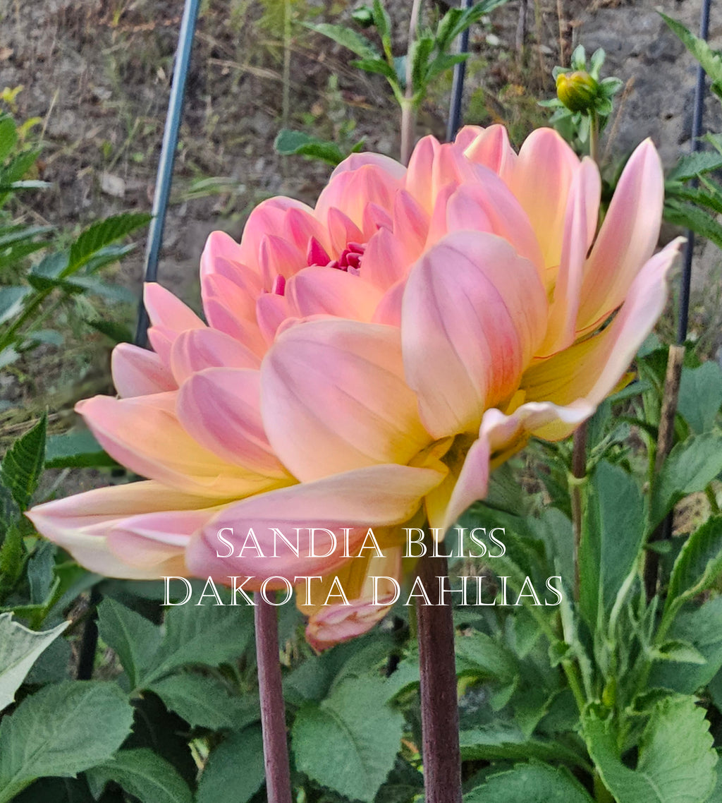 Sandia Bliss