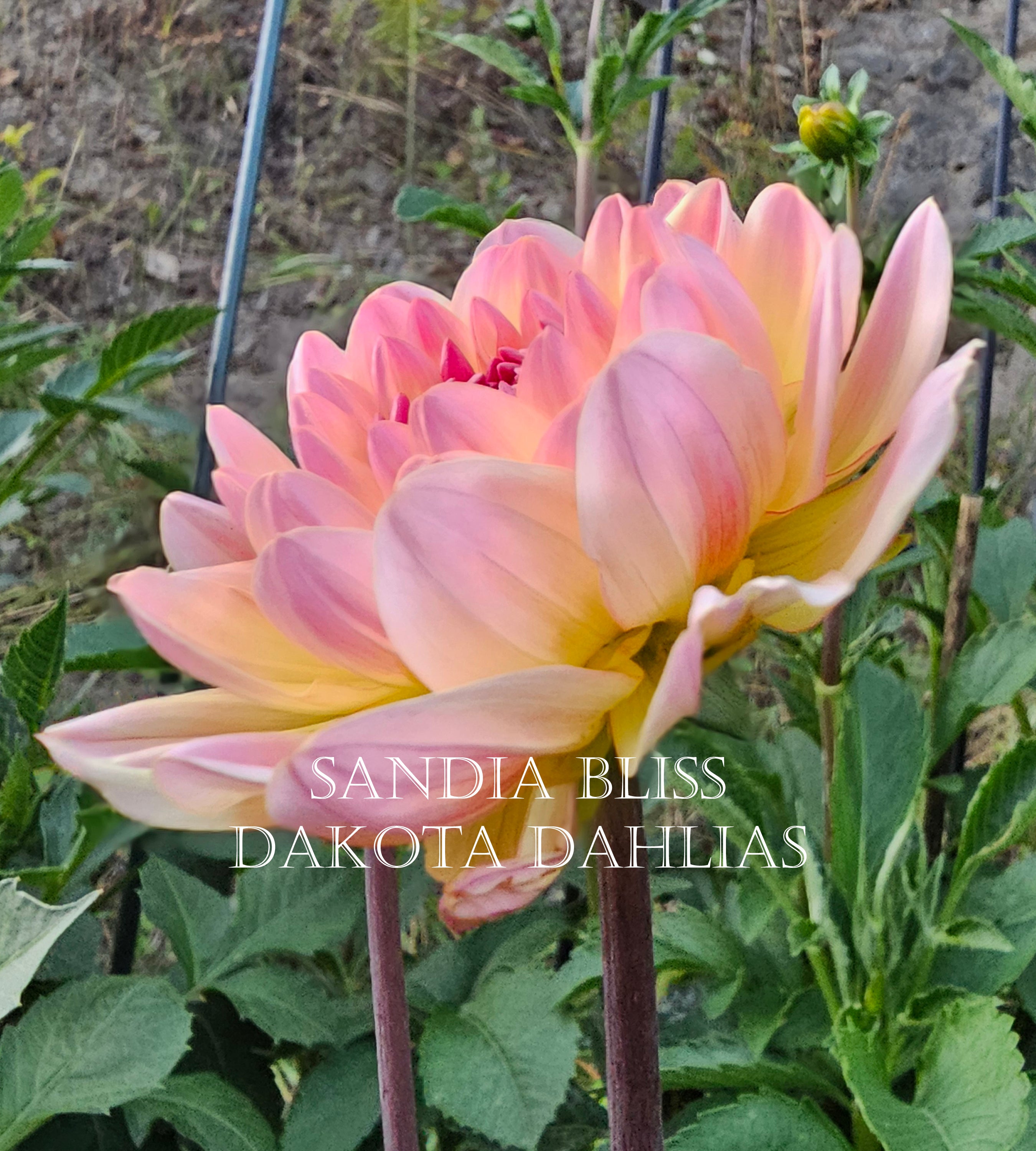 Sandia Bliss