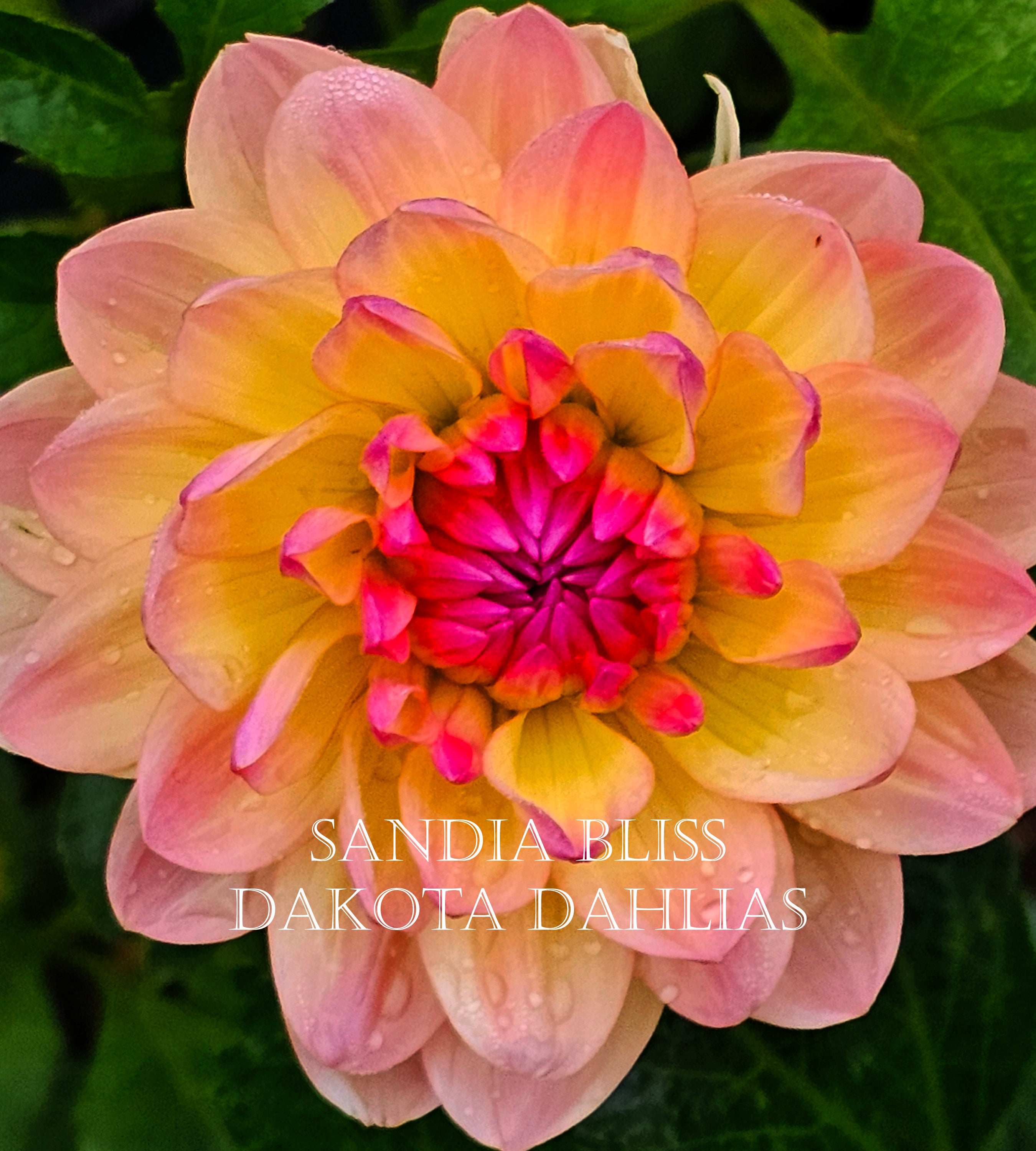 Sandia Bliss