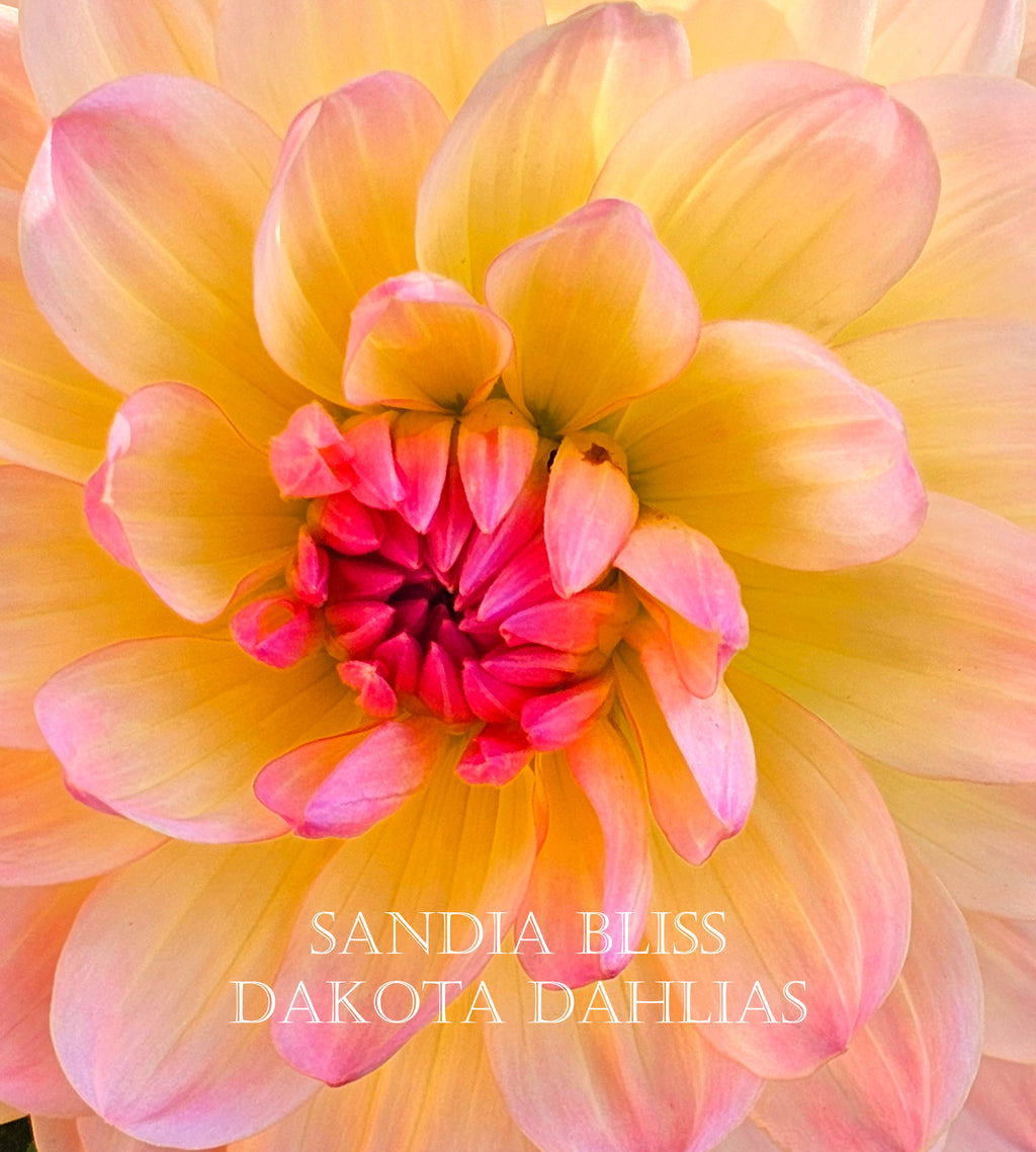Sandia Bliss