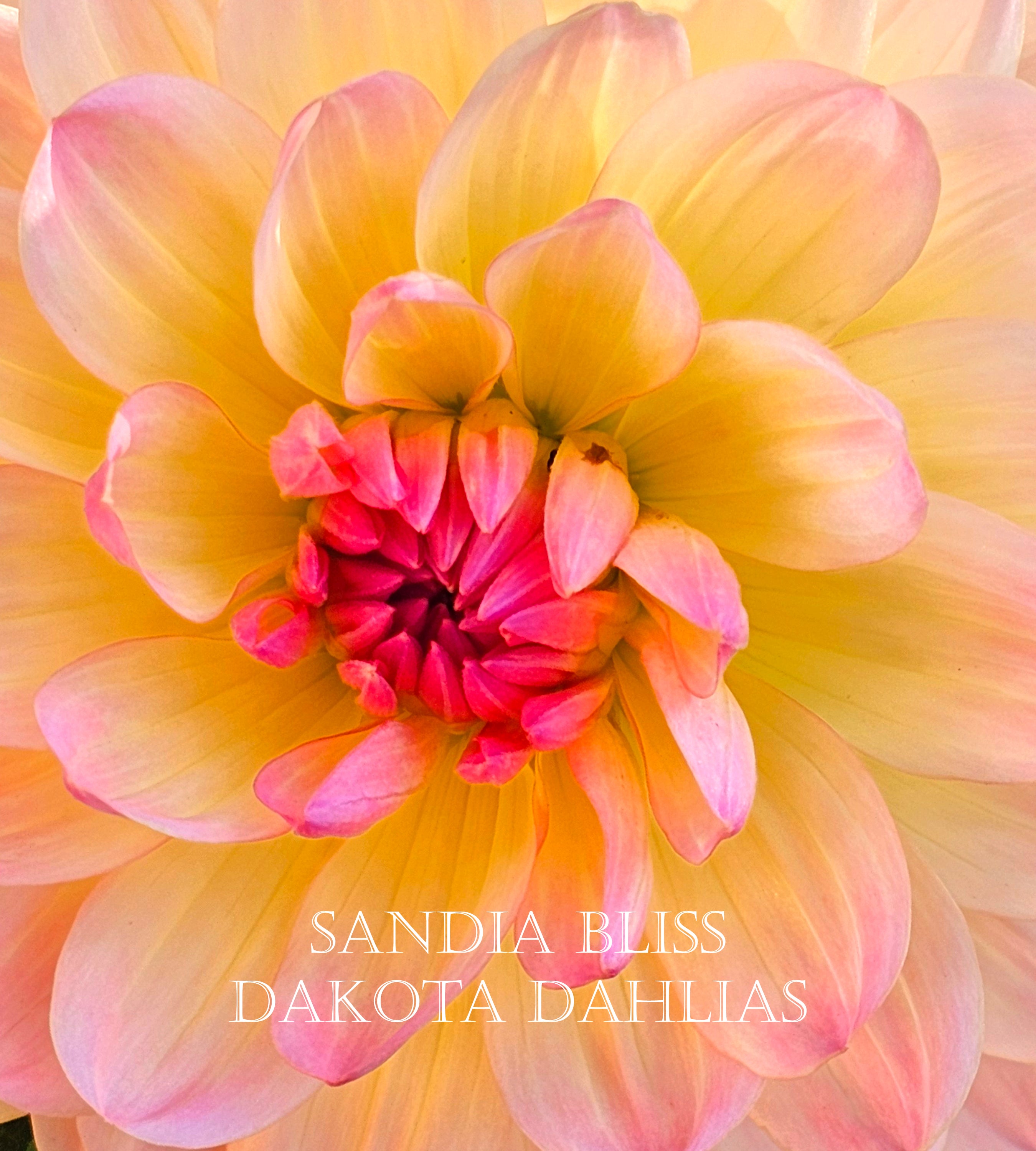 Sandia Bliss