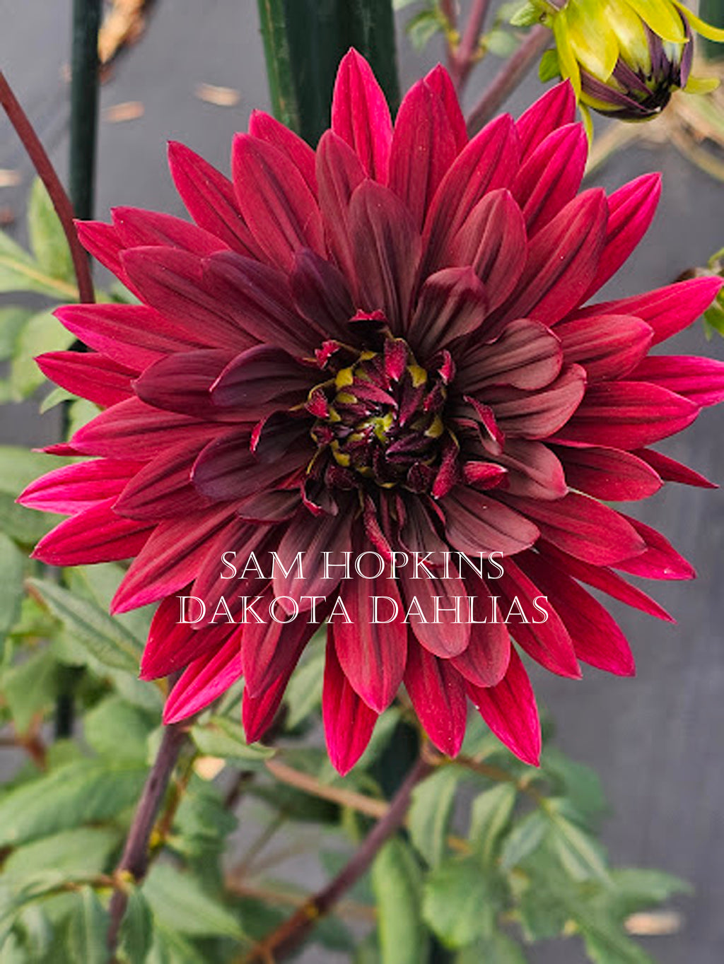 Sam Hopkins~Growing for tuber sales for 2027~