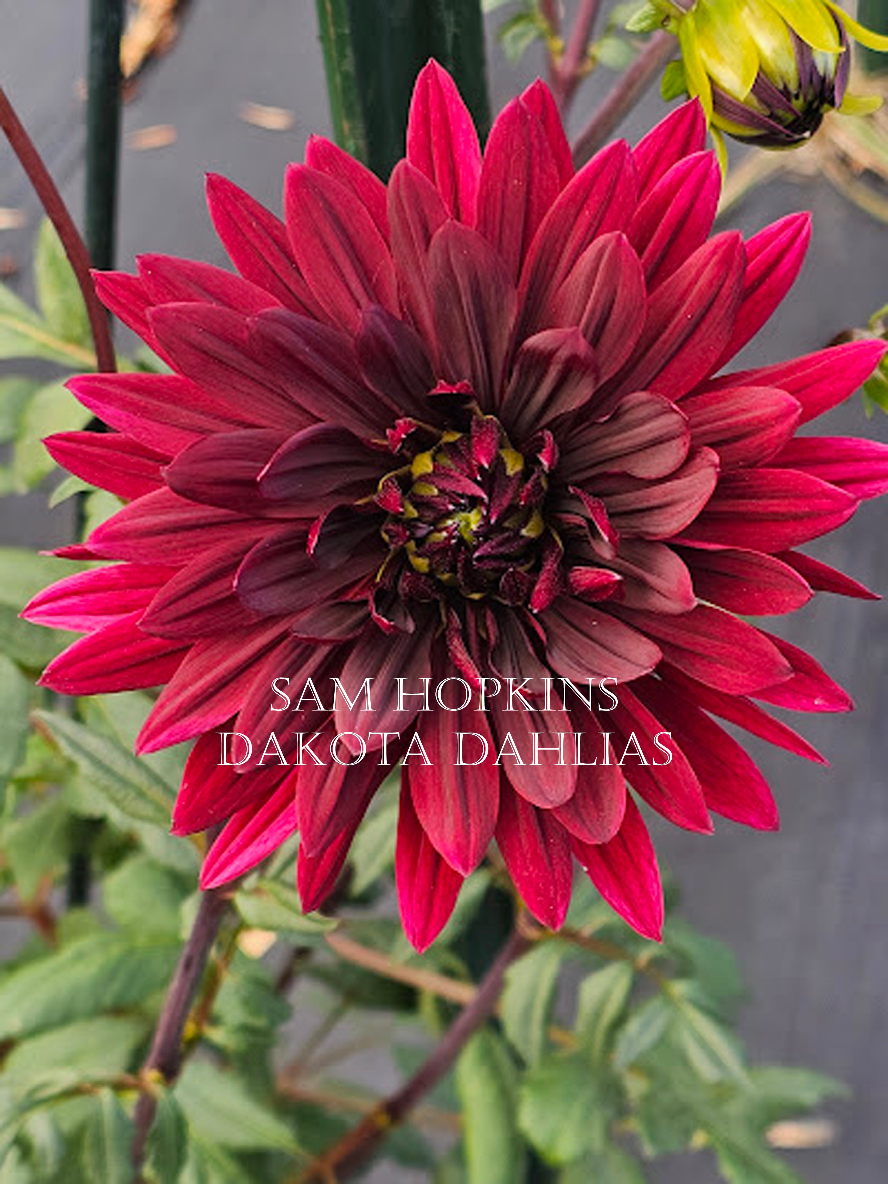 Sam Hopkins~Growing for tuber sales for 2027~