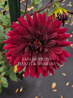 Sam Hopkins~Growing for tuber sales for 2027~