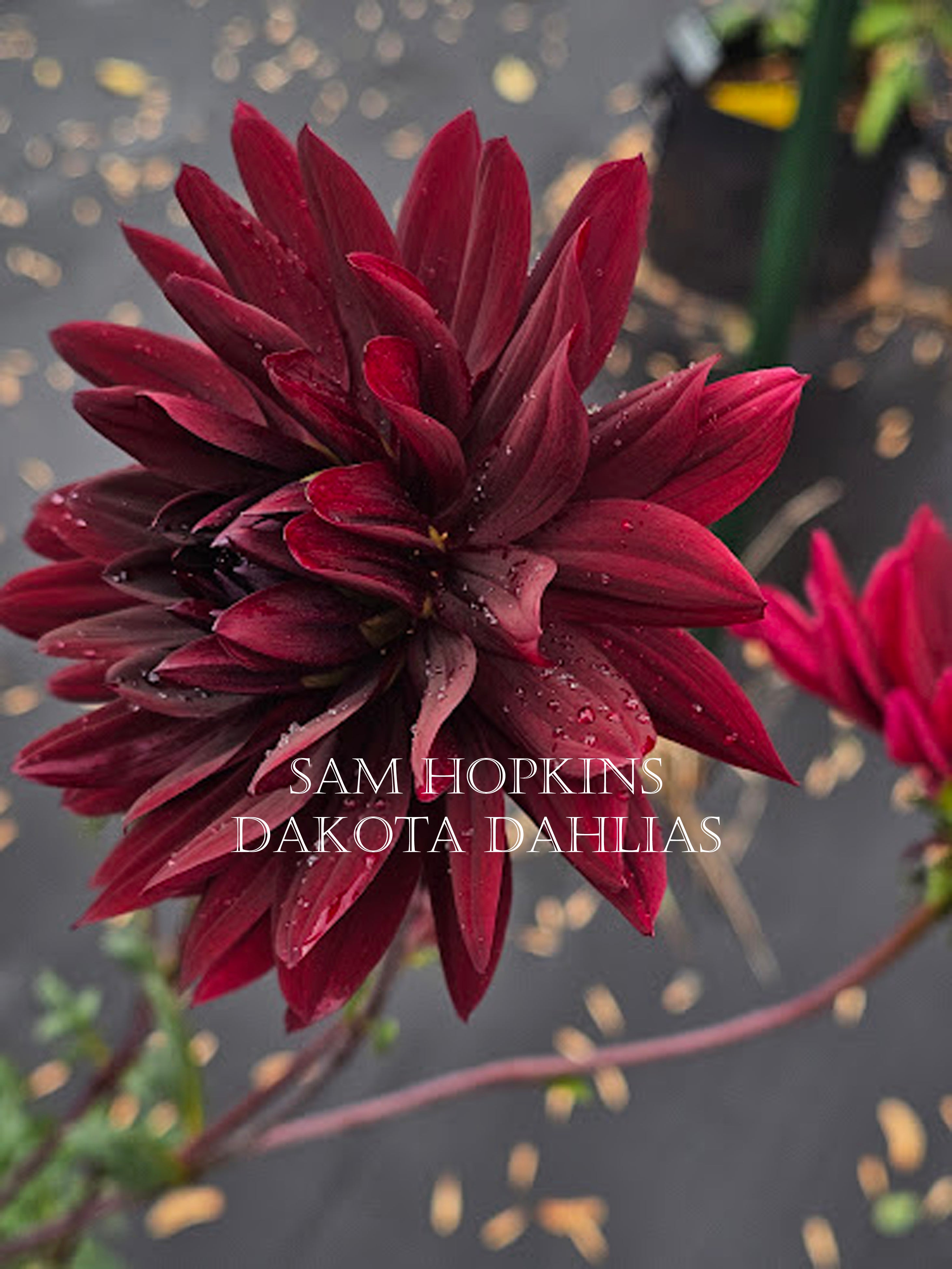 Sam Hopkins~Growing for tuber sales for 2027~