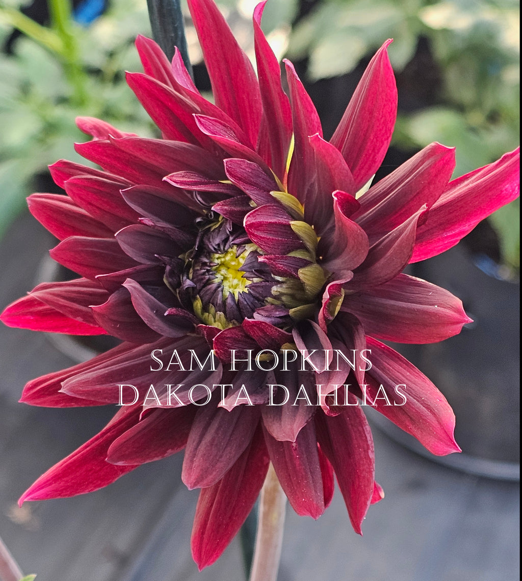 Sam Hopkins~Growing for tuber sales for 2027~