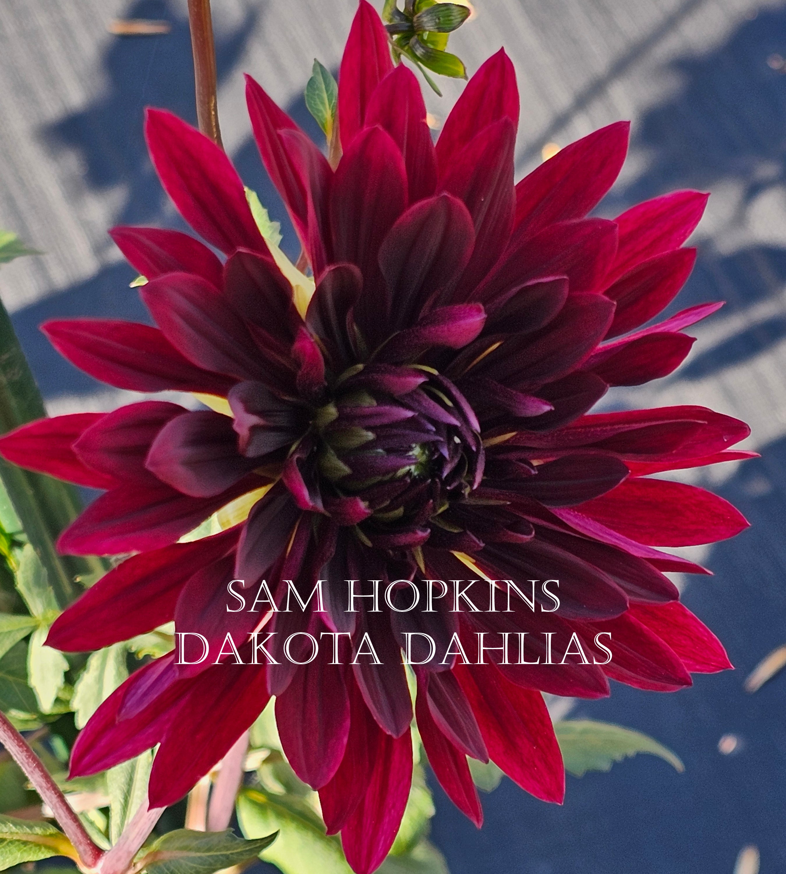 Sam Hopkins~Growing for tuber sales for 2027~