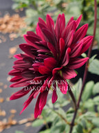 Sam Hopkins~Growing for tuber sales for 2027~