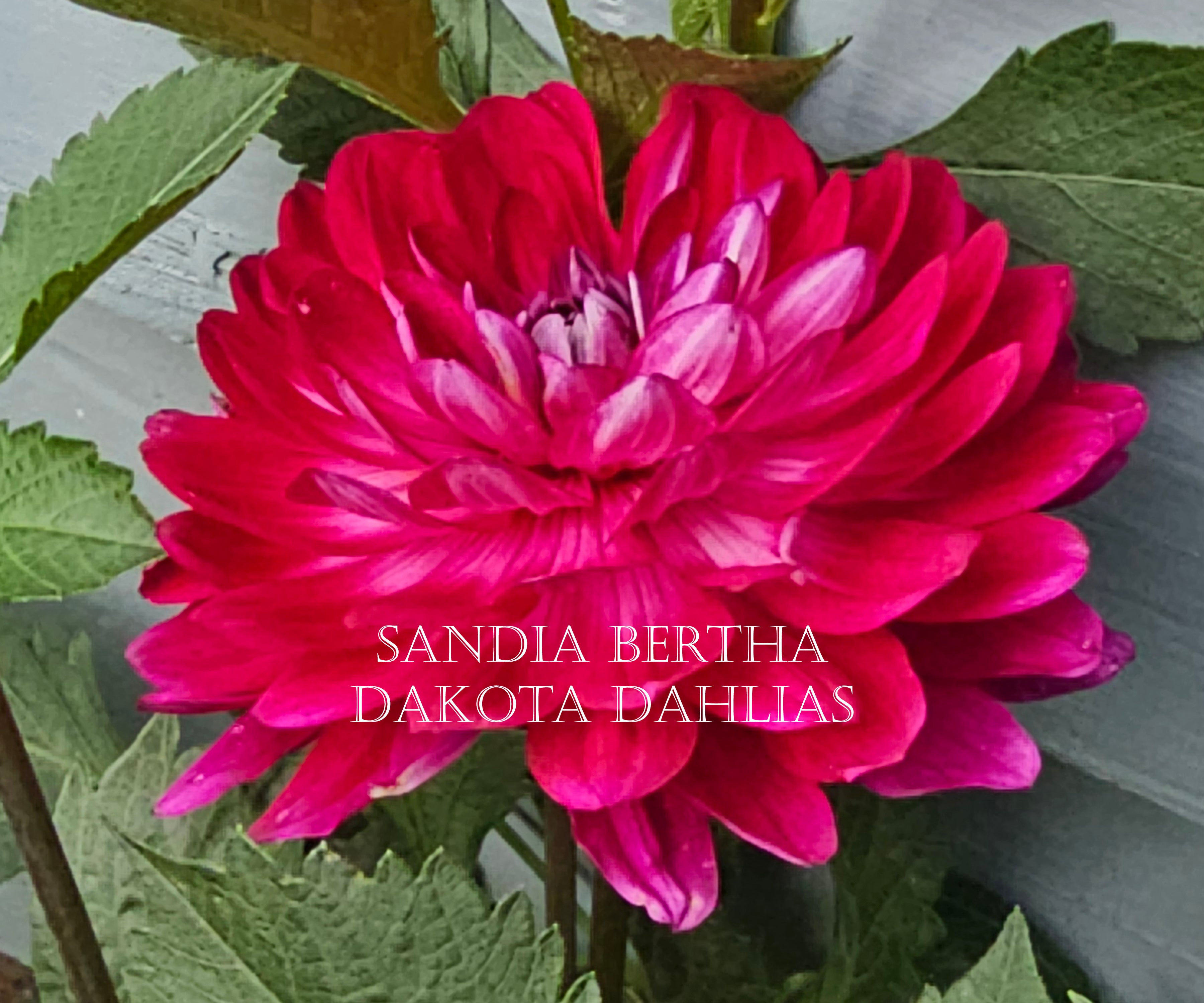 Sandia Bertha