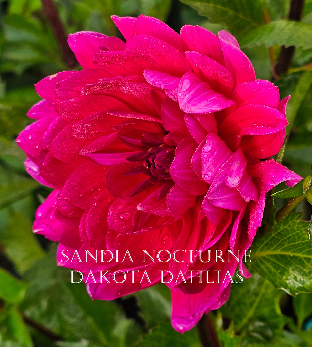 Sandia Nocturne