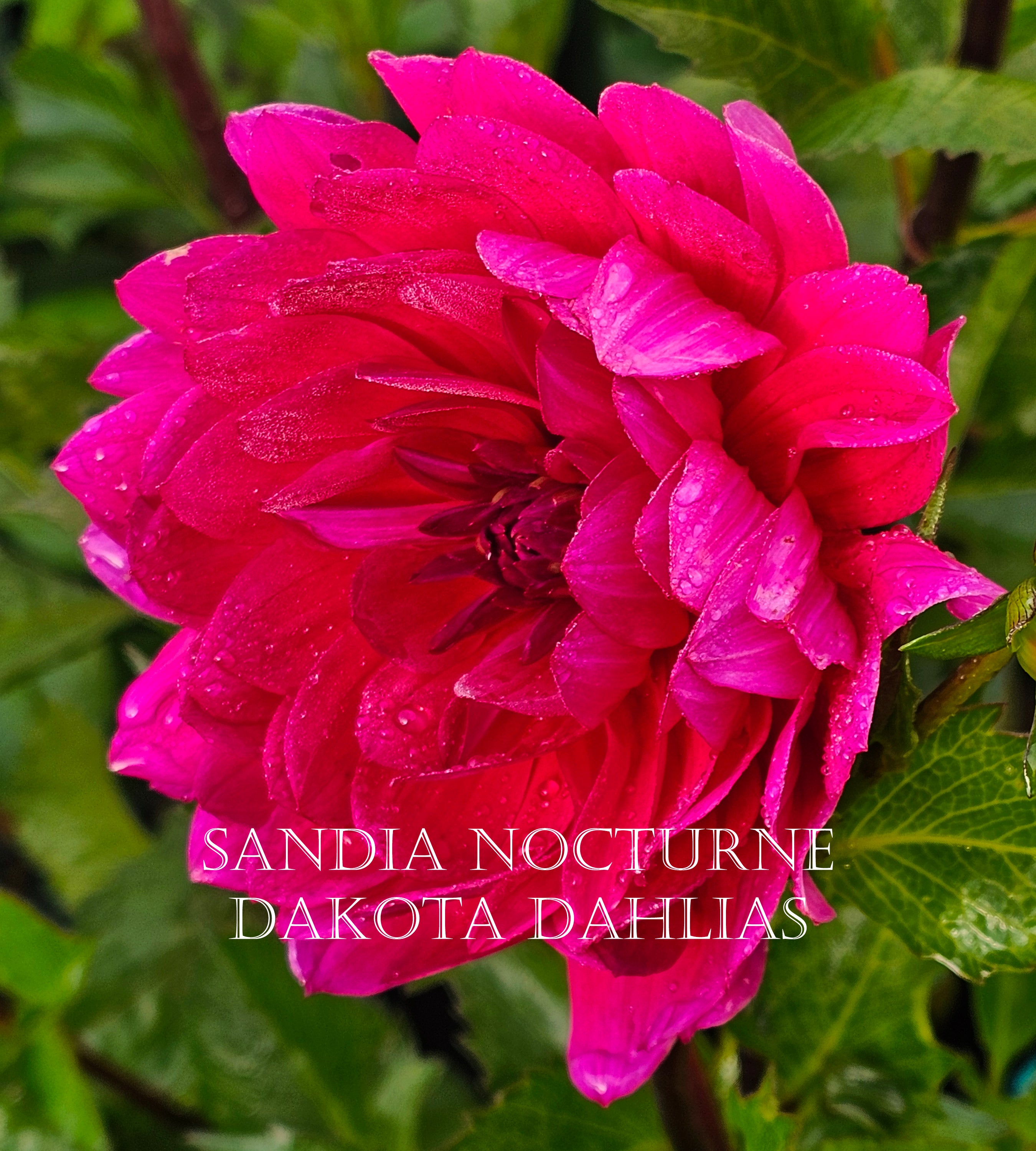 Sandia Nocturne