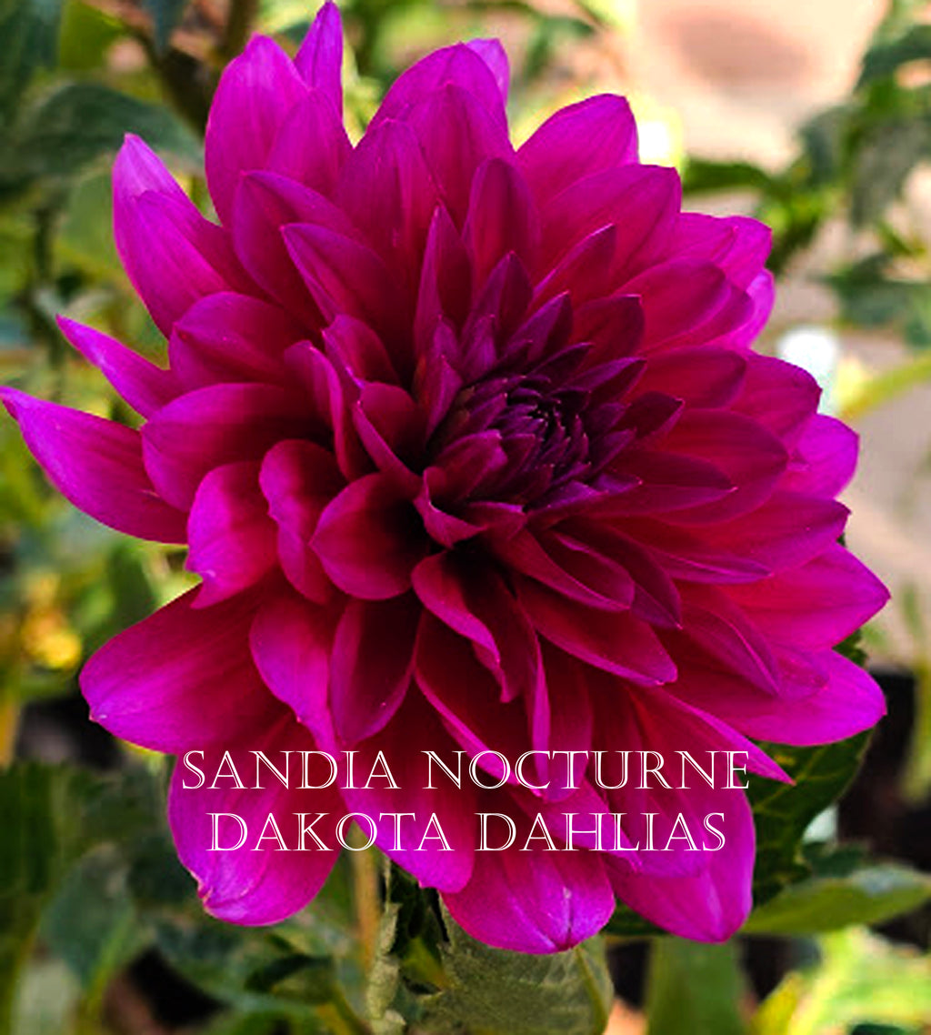 Sandia Nocturne