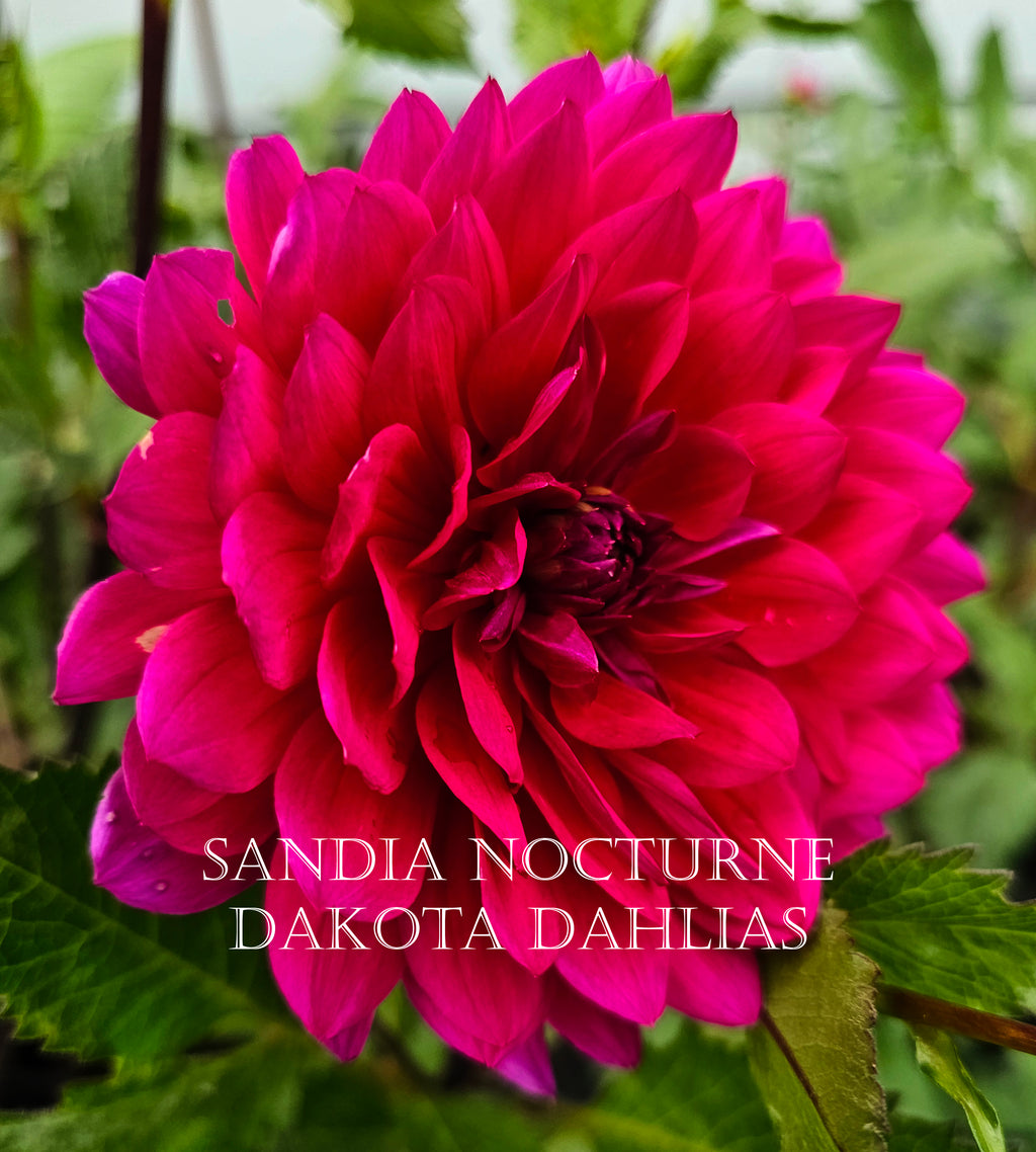 Sandia Nocturne