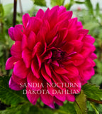 Sandia Nocturne