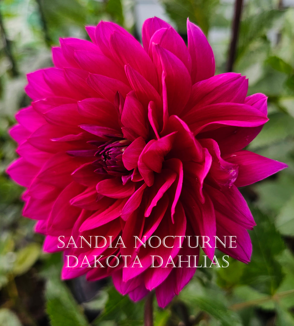 Sandia Nocturne