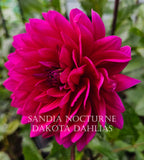 Sandia Nocturne